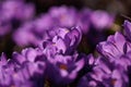 Crocus flowers in a sunny garden. Purple saffron flower petals with orange stigma, close-up Royalty Free Stock Photo