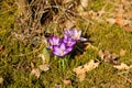 Crocus flowers that are symbol of spring. Fragile flowers with violet petals that grow at the forest glade Royalty Free Stock Photo