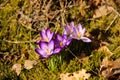 Crocus flowers that are symbol of spring. Fragile flowers with violet petals that grow at the forest glade Royalty Free Stock Photo