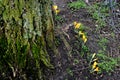 Crocus flowers in various colour in nature in Kastrup