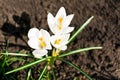 White Crocus Spring Flowers Royalty Free Stock Photo