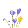 Crocus flowers, yellow and purple floral illustration. First spring blossom, bouquet of beautiful saffron inflorescence Royalty Free Stock Photo