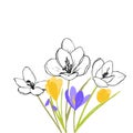 Crocus flowers, yellow and purple floral illustration. Mix of color art and ink drawing. First spring bloom, bouquet of Royalty Free Stock Photo