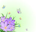 Crocus and flying butterflies Royalty Free Stock Photo