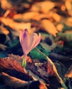Crocus in the forest, first spring flowers Royalty Free Stock Photo