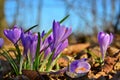 Crocus in the forest, first spring flowers Royalty Free Stock Photo