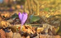 Crocus in the forest, first spring flowers Royalty Free Stock Photo