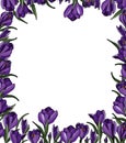Crocus frame2 Royalty Free Stock Photo