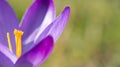 Crocus Royalty Free Stock Photo