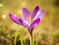 Crocus Royalty Free Stock Photo