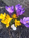 Crocus is a genus of flowering plants of the Iridaceae family. There are 90 species of crocuses in the world. Royalty Free Stock Photo