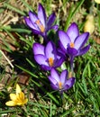 Crocus is a genus of flowering plants in the iris family comprising 90 species