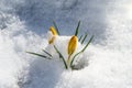Crocus Golden Yellow covered with white fluffy snow. Soft focus of spring nature with close-up of yellow crocus Royalty Free Stock Photo