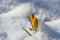 Crocus Golden Yellow covered with white fluffy snow. Soft focus of spring nature with close-up of yellow crocus. Royalty Free Stock Photo