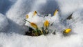 Crocus Golden Yellow covered with white fluffy snow. Soft focus of spring nature with close-up of yellow crocus. Royalty Free Stock Photo