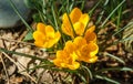 Crocus Golden Yellow. Soft focus of spring nature with close-up of yellow crocuses Royalty Free Stock Photo