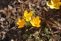 Crocus Grosse Gelbe Royalty Free Stock Photo