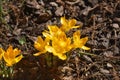 Crocus Grosse Gelbe Royalty Free Stock Photo