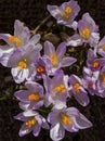 Crocus growing in mulch. Royalty Free Stock Photo