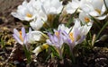 Crocus growing in mulch Royalty Free Stock Photo