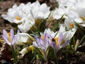 Crocus growing in mulch Royalty Free Stock Photo