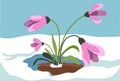 Crocus growing out of snow, spring season vector Royalty Free Stock Photo