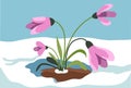 Crocus growing out of snow, spring season vector Royalty Free Stock Photo