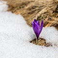 Crocus growing from the snow