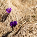 Crocus growing from the snow