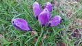 Crocus is the harbinger of spring. Garden decoration. Inflorescences and buds.