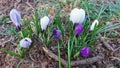 Crocus is the herald of spring. Colorful flowers in the park.