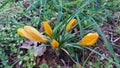 Crocus is the herald of spring. Macro photo of yellow bunch blossoms. Royalty Free Stock Photo