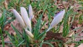 Crocuses are the harbingers of spring. White blossom buds.