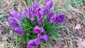 Crocuses are the harbingers of spring. Violet bunch flowers in the grass. Royalty Free Stock Photo
