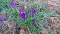 Crocus is an early spring flower. Purple Blossoms.