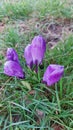 Crocus is a spring bloom. Purple Blossoms. Inflorescences and buds.