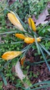 Crocus is the herald of spring. Yellow bunch blossoms. Macro photo. Royalty Free Stock Photo