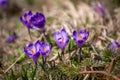 Crocus heuffelianus, beautiful flowers Royalty Free Stock Photo