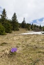 A Crocus heuffelianus flower in early spring Royalty Free Stock Photo