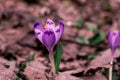 Crocus Heuffelianus Purple Flowers, Vintage Photo. Spring Time, Primrose Plants