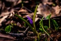 Crocus heuffelianus purple flowers, vintage photo. Spring time, primrose plants Royalty Free Stock Photo