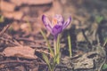 Crocus heuffelianus purple flowers, vintage photo. Spring time, snowdrops, primrose plants. Color toning, Spring time Royalty Free Stock Photo