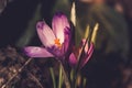 Crocus heuffelianus purple flowers, vintage photo. Spring time, snowdrops, primrose plants. Color toning, Spring time Royalty Free Stock Photo