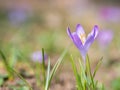 Crocus heuffelianus or Crocus vernus spring crocus, giant crocus purple flower blooming in the early spring Royalty Free Stock Photo