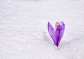 Crocus heuffelianus or Crocus vernus spring crocus, giant crocus purple flower blooming through the snow Royalty Free Stock Photo