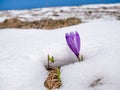 Crocus heuffelianus or Crocus vernus spring crocus, giant crocus purple flower blooming through the snow Royalty Free Stock Photo