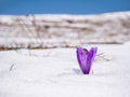 Crocus heuffelianus or Crocus vernus spring crocus, giant crocus purple flower blooming through the snow Royalty Free Stock Photo