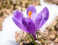 Crocus heuffelianus or Crocus vernus spring crocus, giant crocus purple flower blooming through the snow Royalty Free Stock Photo