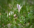 Crocus heuffelianus white flower. Spring time, primrose plants. Easter, blossom Royalty Free Stock Photo