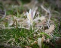 Crocus heuffelianus white flower. Spring time, primrose plants. Easter, blossom Royalty Free Stock Photo